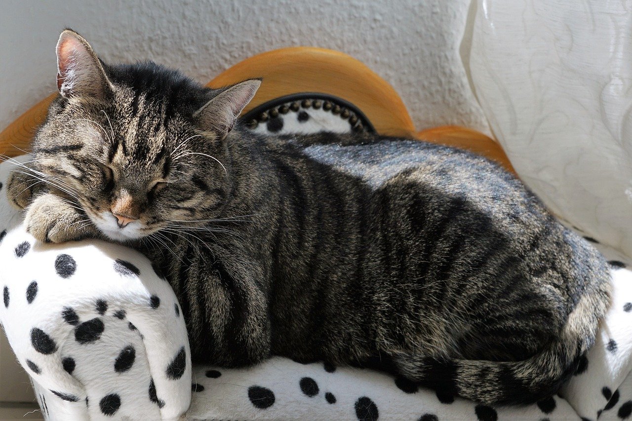 6. The Calming Influence of Cat Naps (image credits: pixabay)