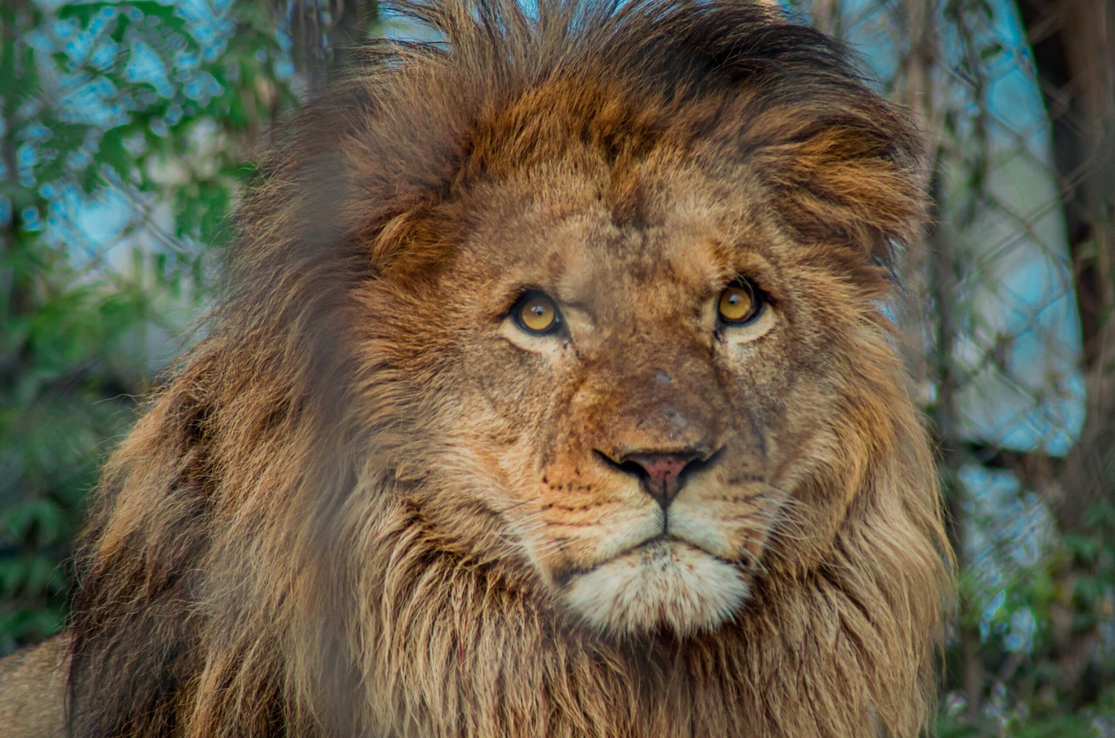 The Impact of Human Activities (image credits: wikimedia)