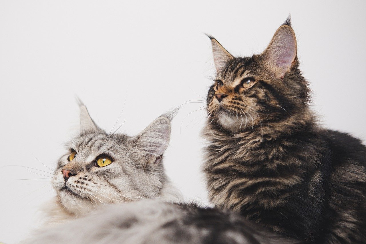 Maine Coons: The Social Butterflies (image credits: pixabay)