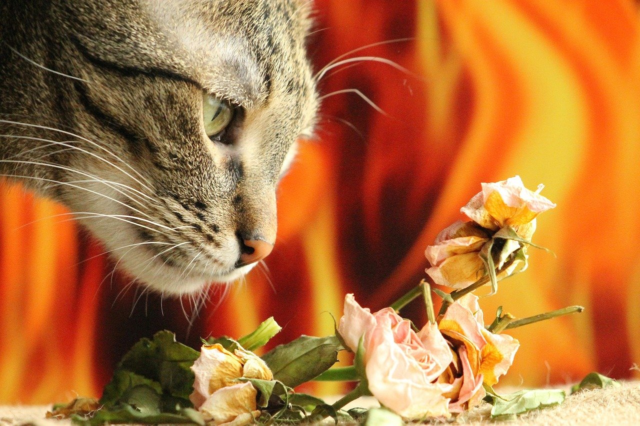 The Nose Knows: Detecting Illness (image credits: pixabay)