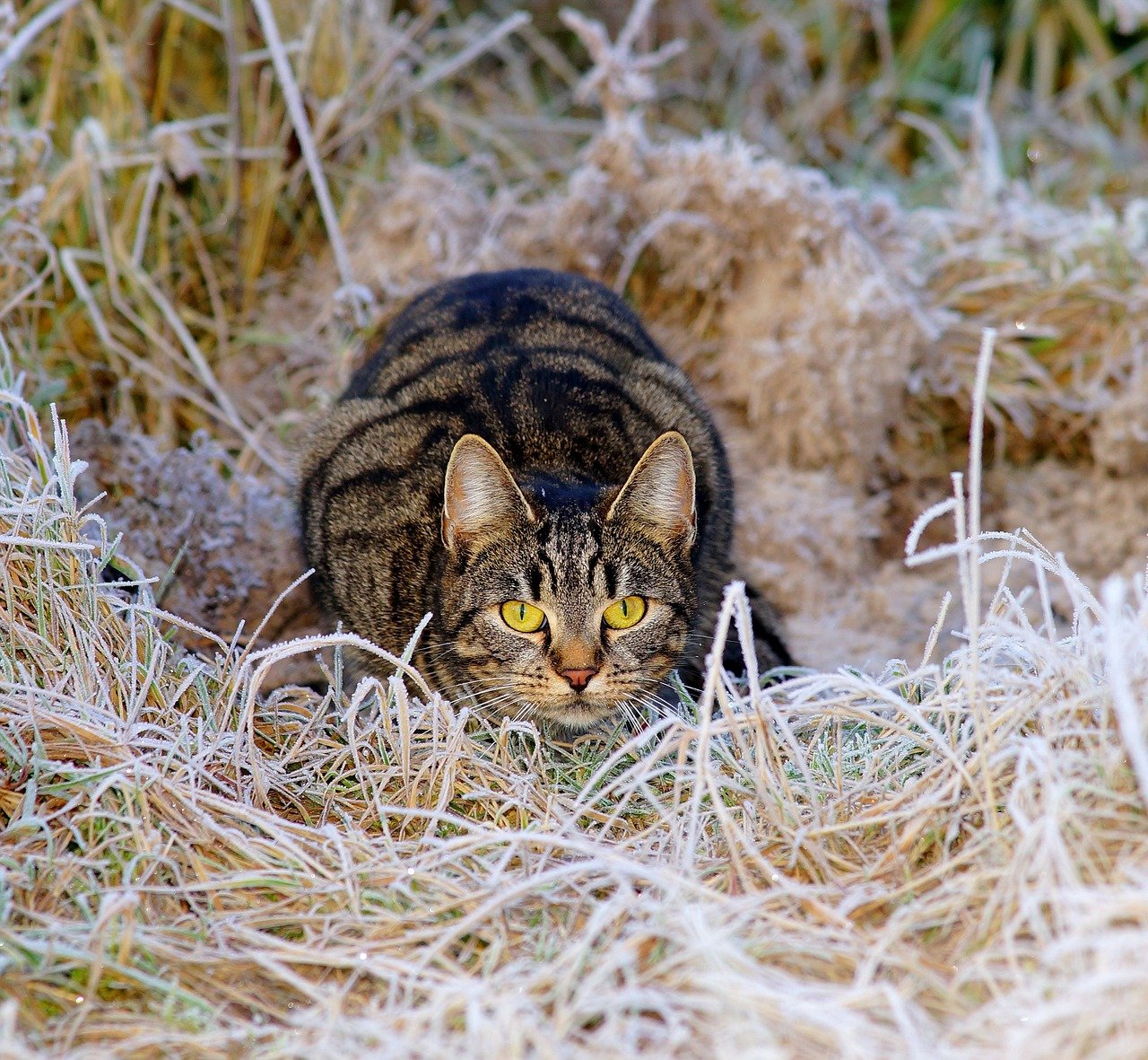 The Role of Smell in Hunting (image credits: pixabay)
