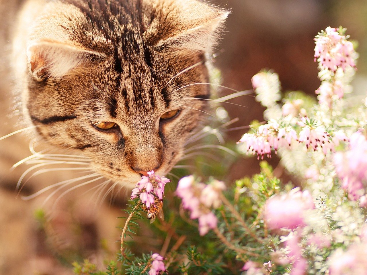 Smell and Emotional Well-being (image credits: pixabay)