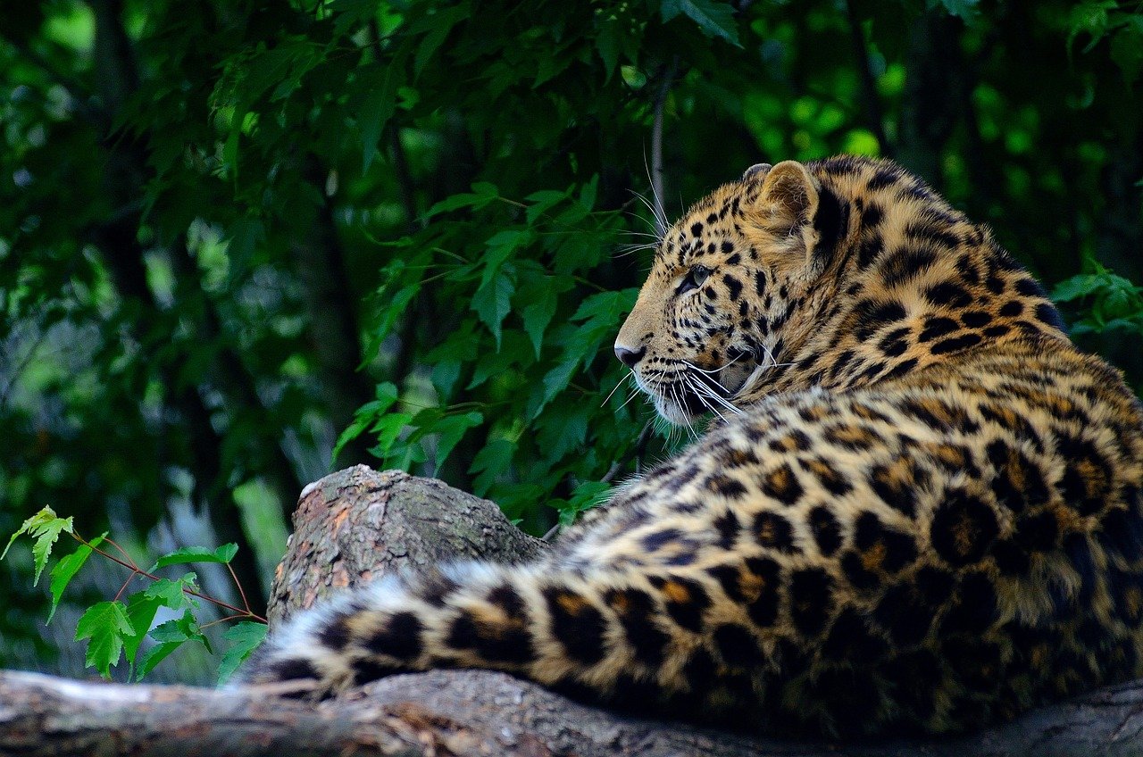 Clouded Leopard: The Elusive Arboreal Hunter (image credits: pixabay)