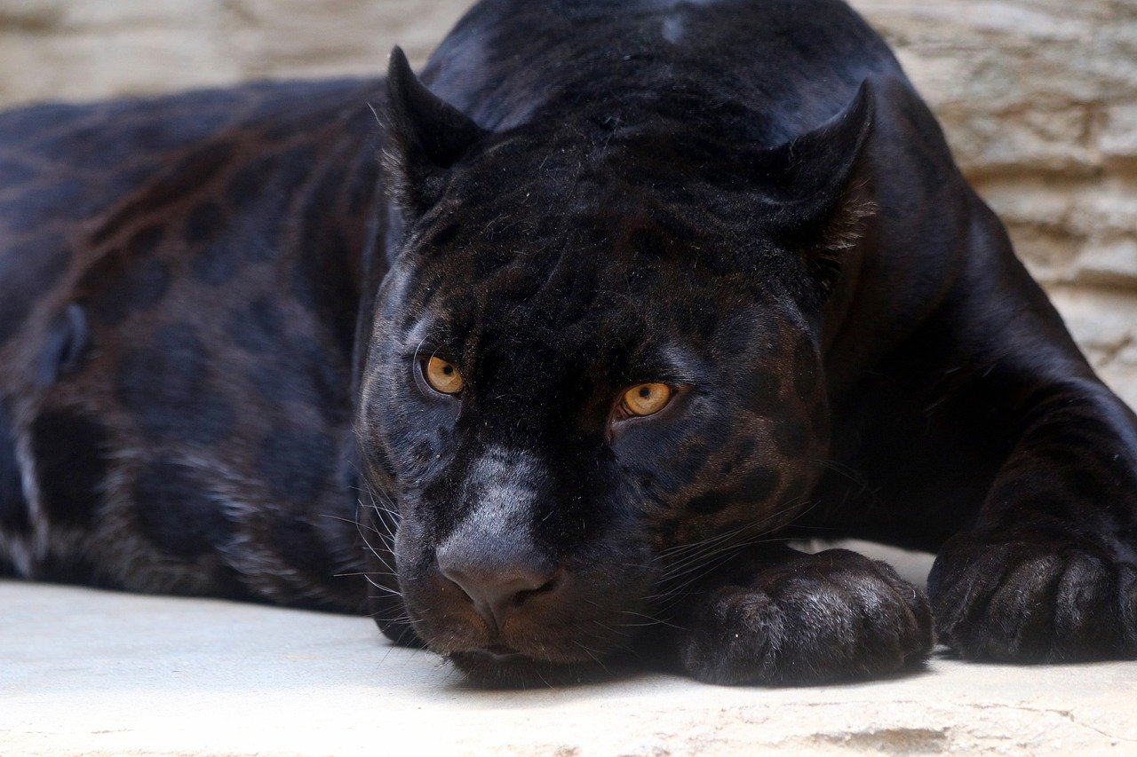 Black Panther: The Enigmatic Shadow (image credits: pixabay)