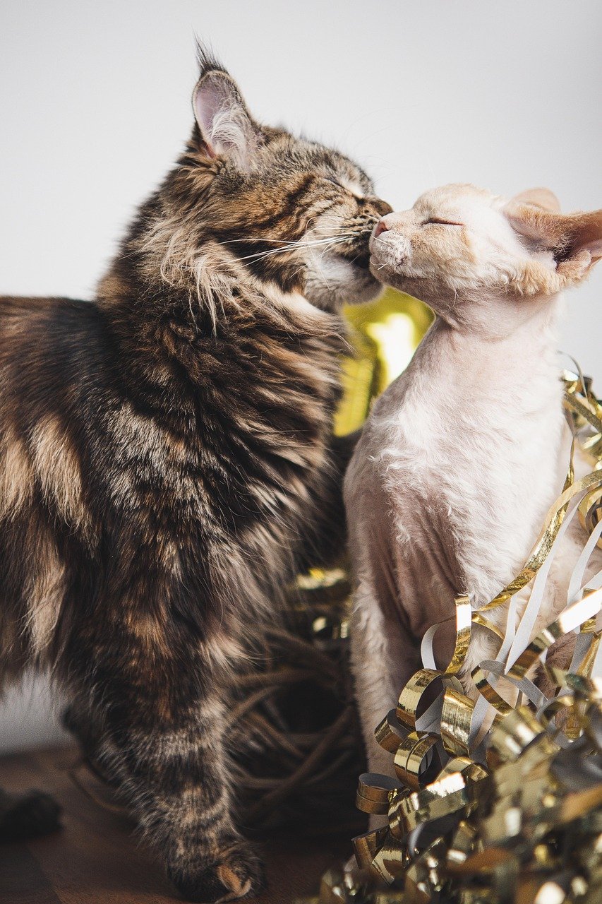 1. Japan’s Cat Day: A Purr-fect Celebration (image credits: pixabay)