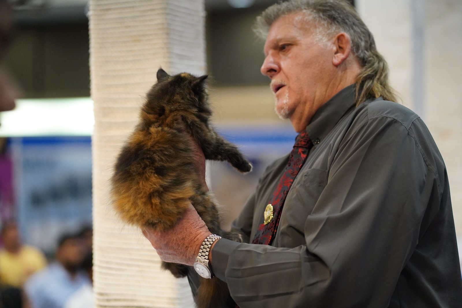 4. International Cat Show: A Showcase of Feline Elegance (image credits: wikimedia)