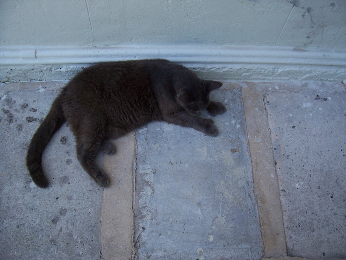 7. The Hemingway Cats of Key West: A Literary Legacy (image credits: wikimedia)