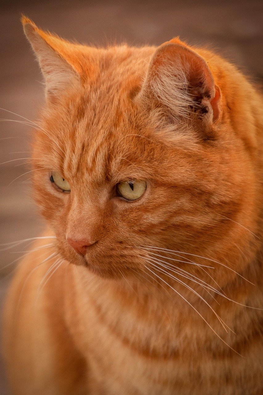 Garfield: The Lazy Cat with a Big Appetite (image credits: pixabay)