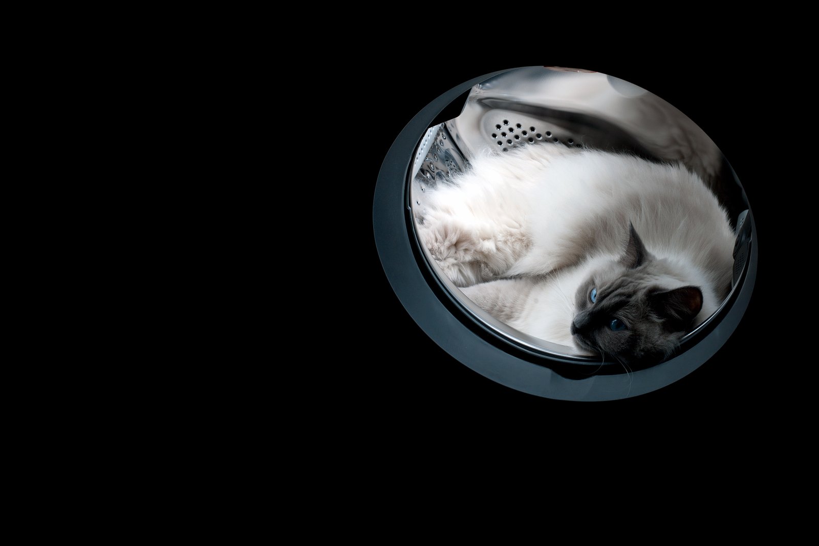Jonesy, the Space Cat from