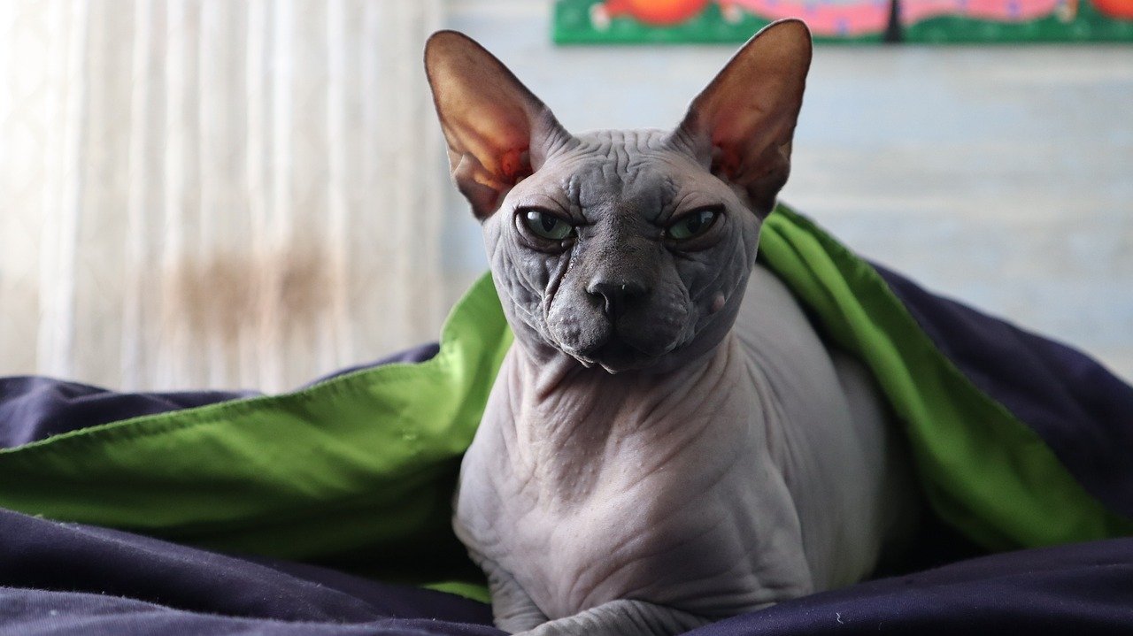 Mr. Bigglesworth from