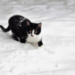 10 Times Cats Made Unforgettable Appearances in Pop Culture
