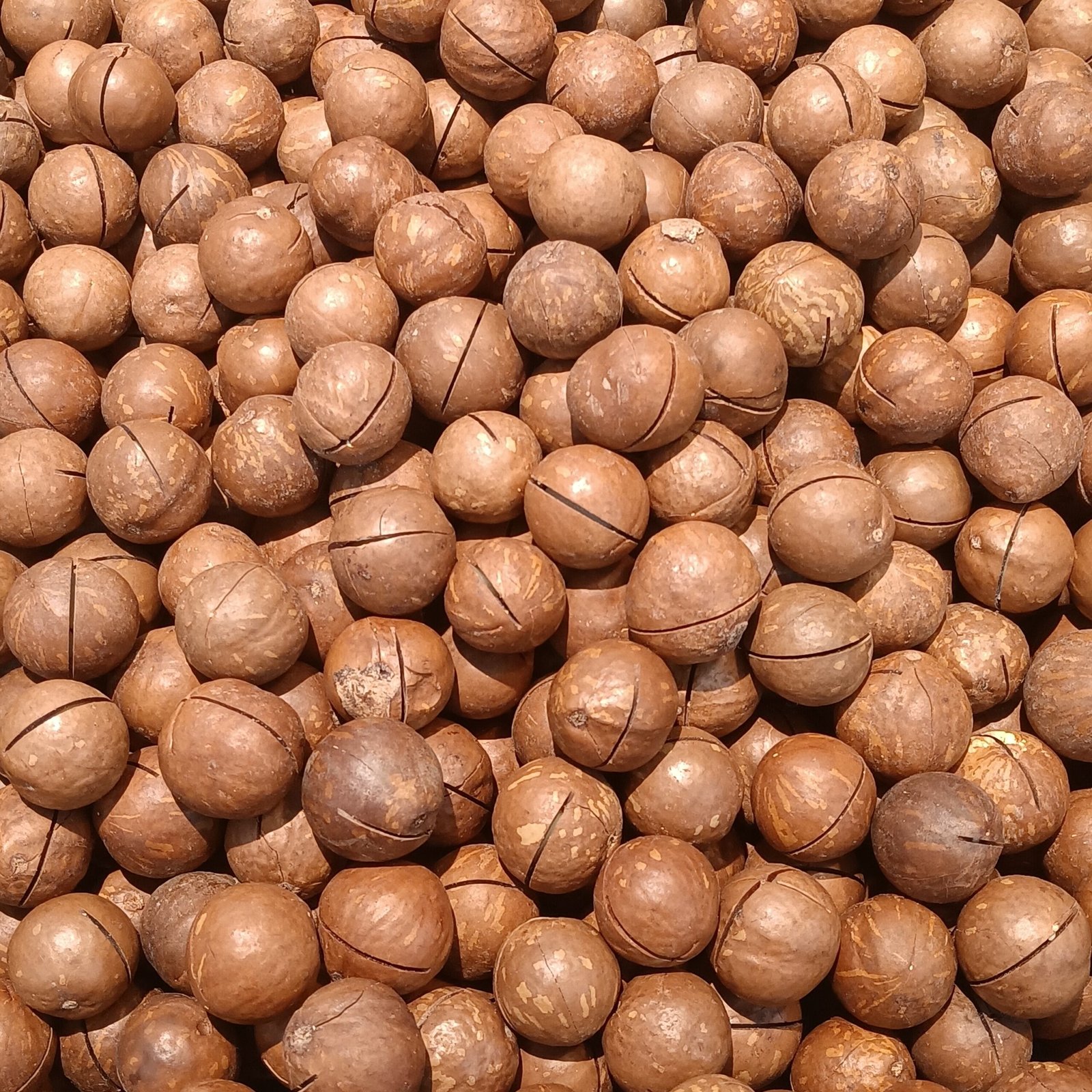 Nuts (image credits: wikimedia)