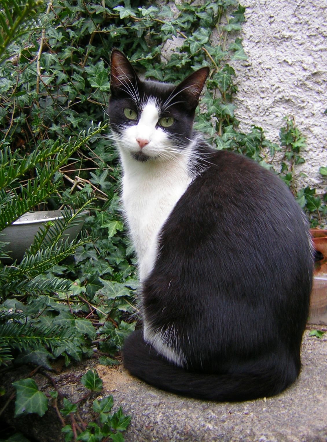 Establish a Pet Emergency Fund (image credits: wikimedia)