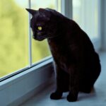 How to Tell If Your Cat Needs More Alone Time