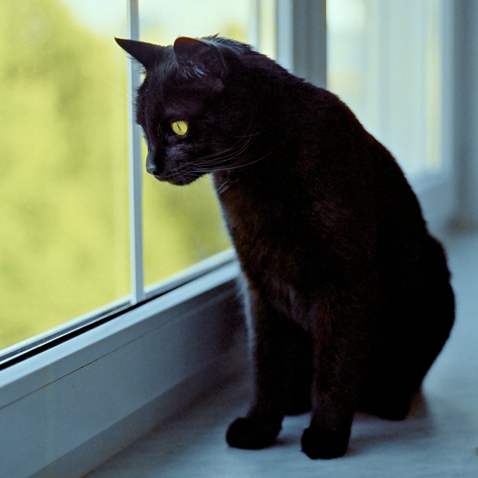 How to Tell If Your Cat Needs More Alone Time