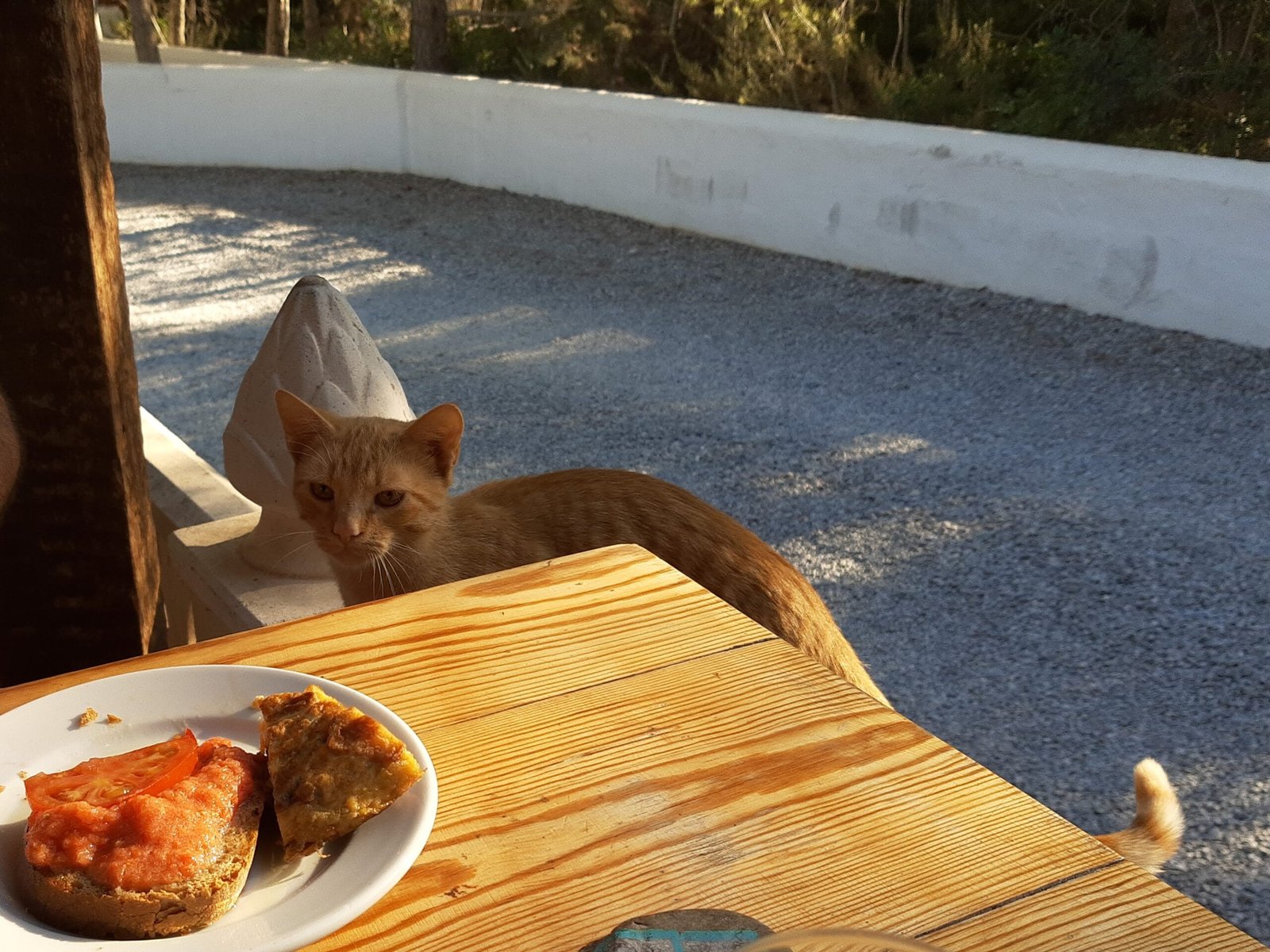 Breakfast Fit for a Feline (image credits: wikimedia)