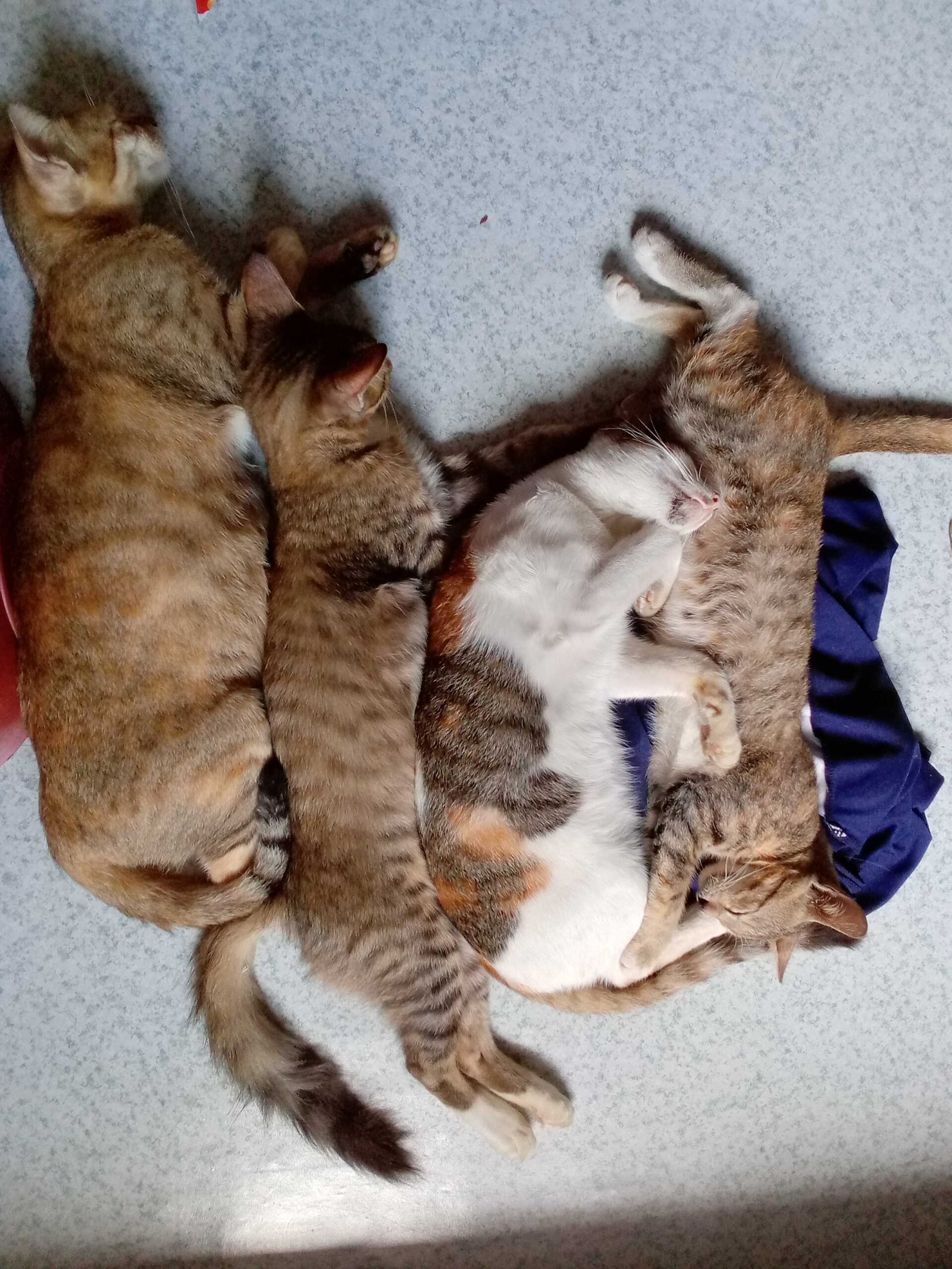 Sleeping Together: A Cozy Connection (image credits: wikimedia)