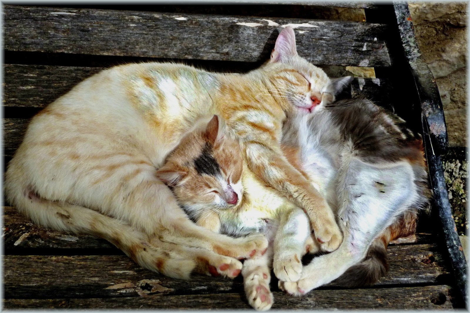 The Comfort of Warmth (image credits: wikimedia)