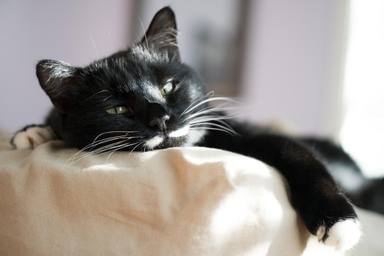 A Love for Small Spaces (image credits: pixabay)