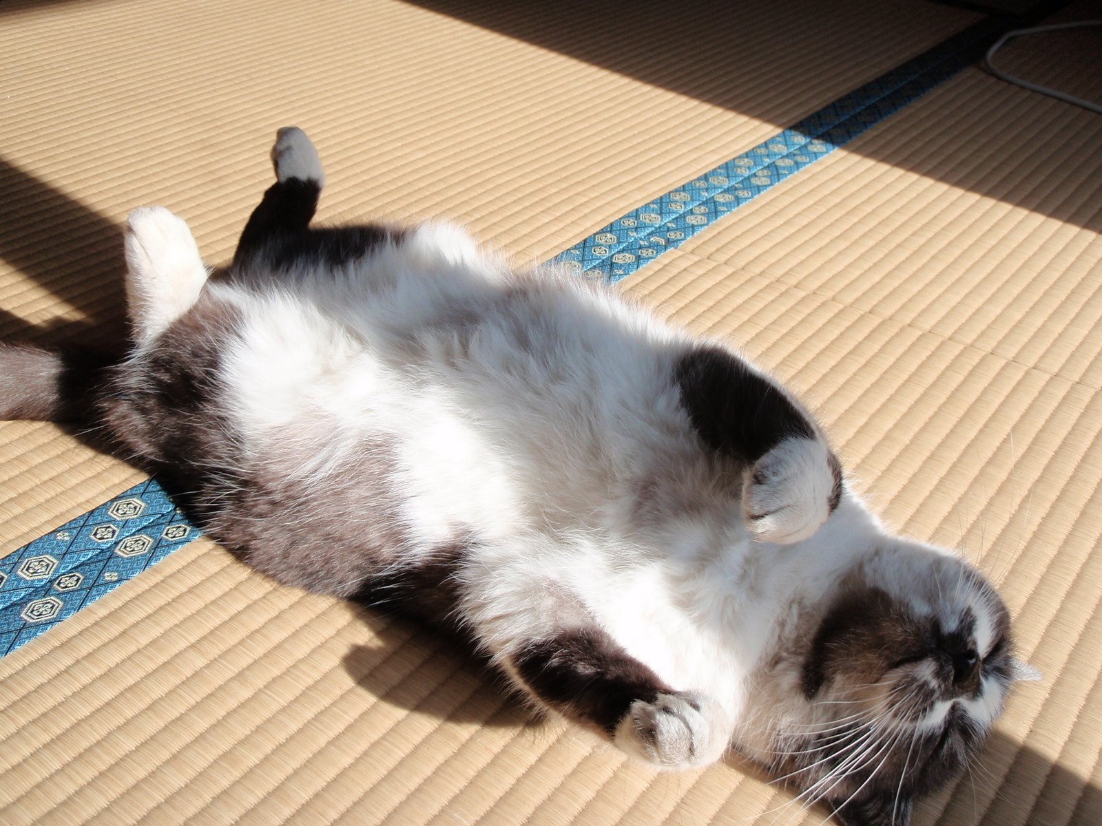 The Influence of Light and Shade (image credits: wikimedia)