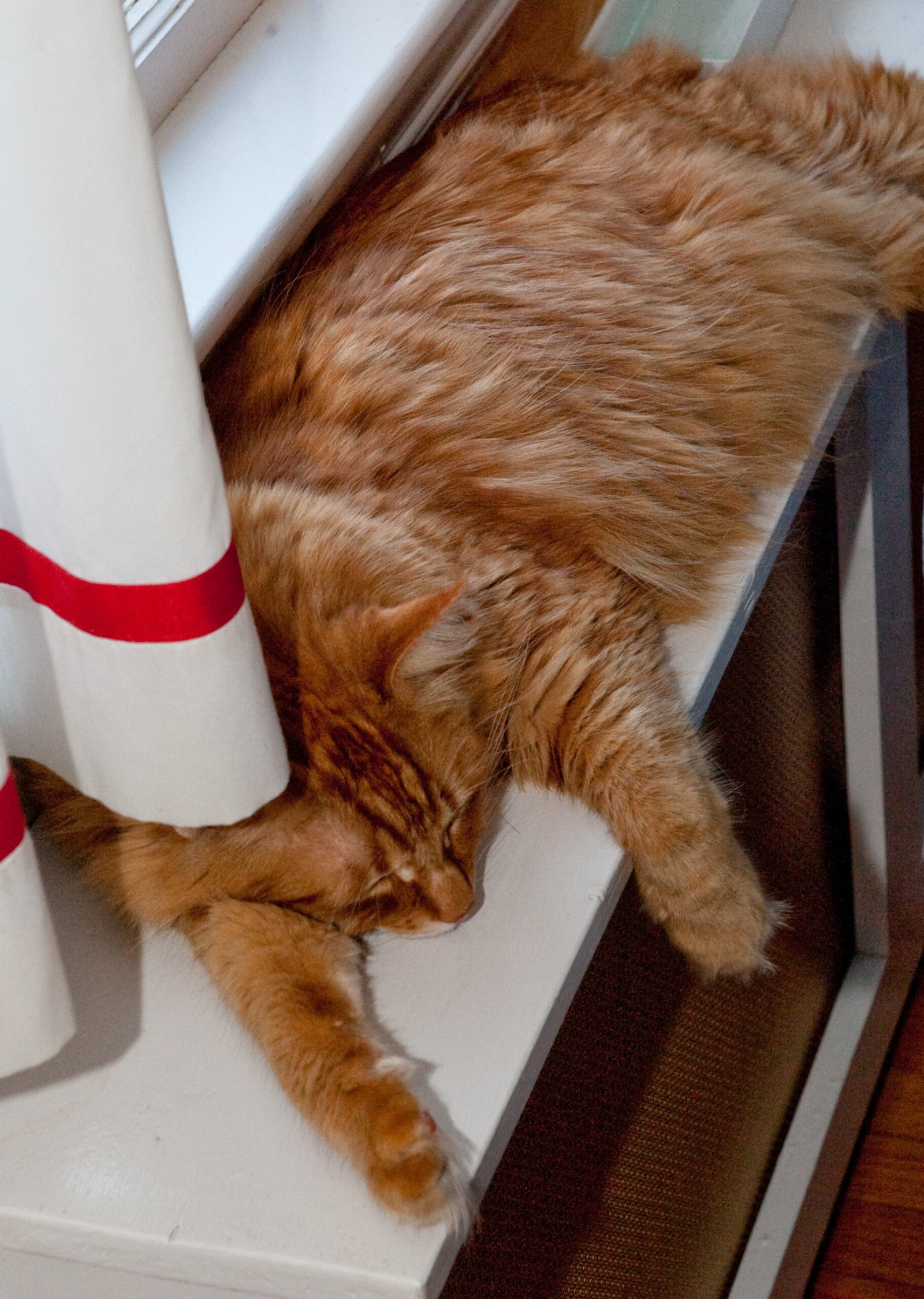 The Mystery of Cat Logic (image credits: wikimedia)