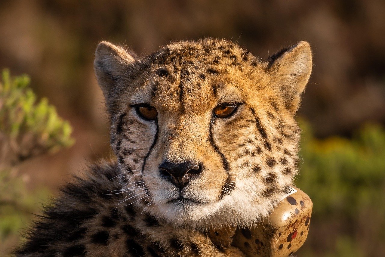 Cheetahs and Their Social Coalitions (image credits: pixabay)