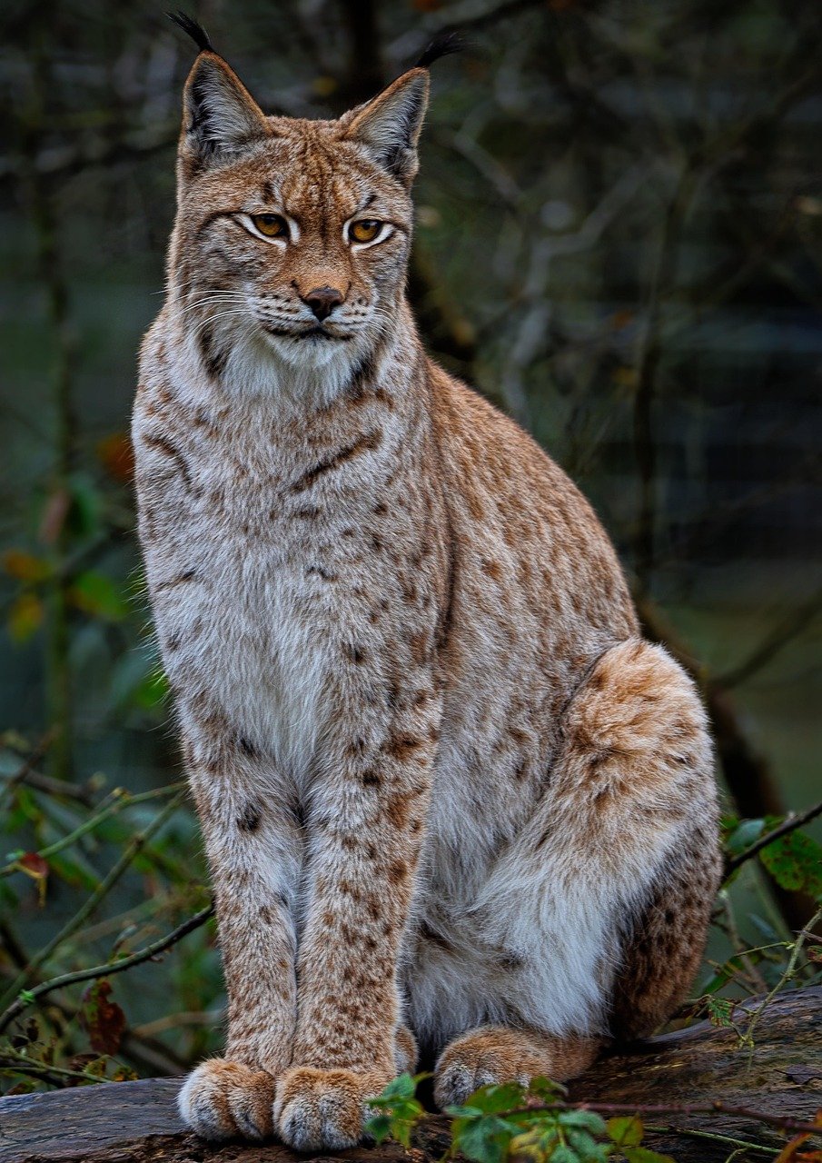 The Return of the Iberian Lynx (image credits: pixabay)