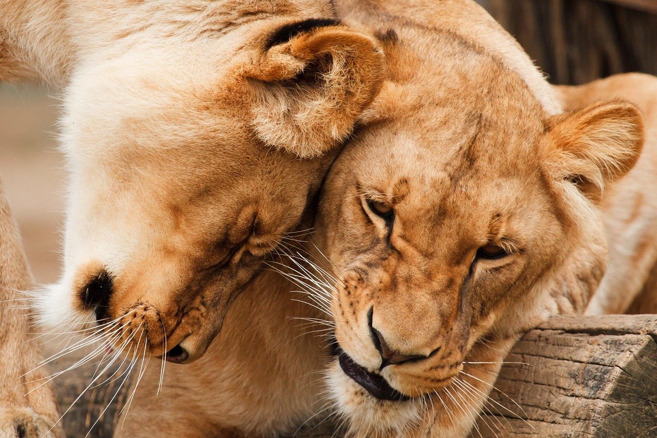 The Lioness Leadership Initiative (image credits: pixabay)