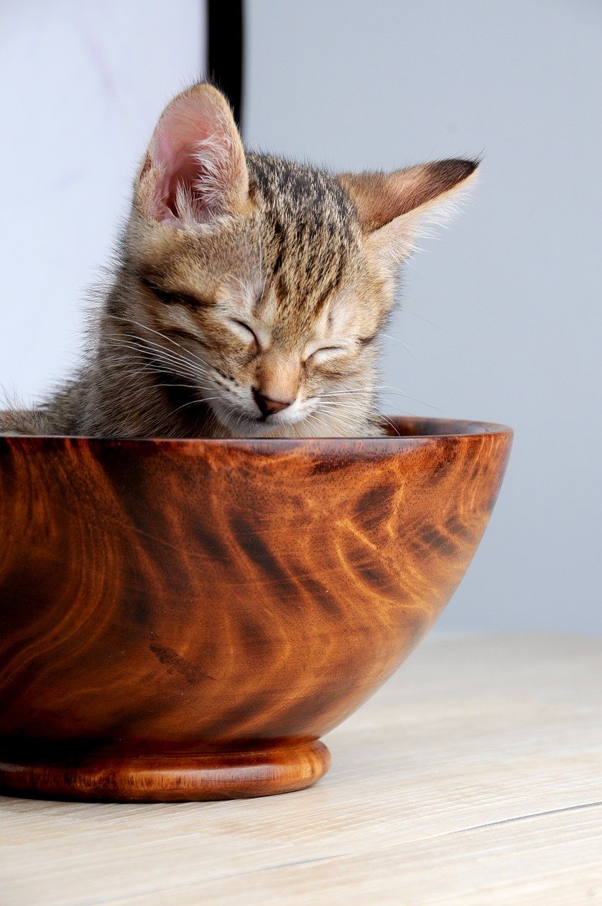 Sustainable Cat Feeding Bowls (image credits: pixabay)