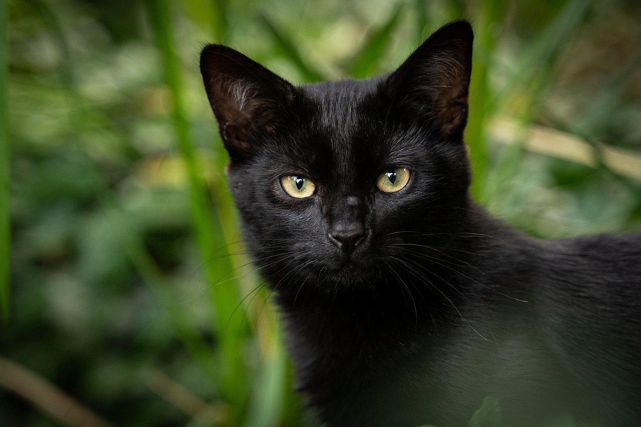 Black Cat Appreciation Day: Breaking Stereotypes (image credits: pixabay)