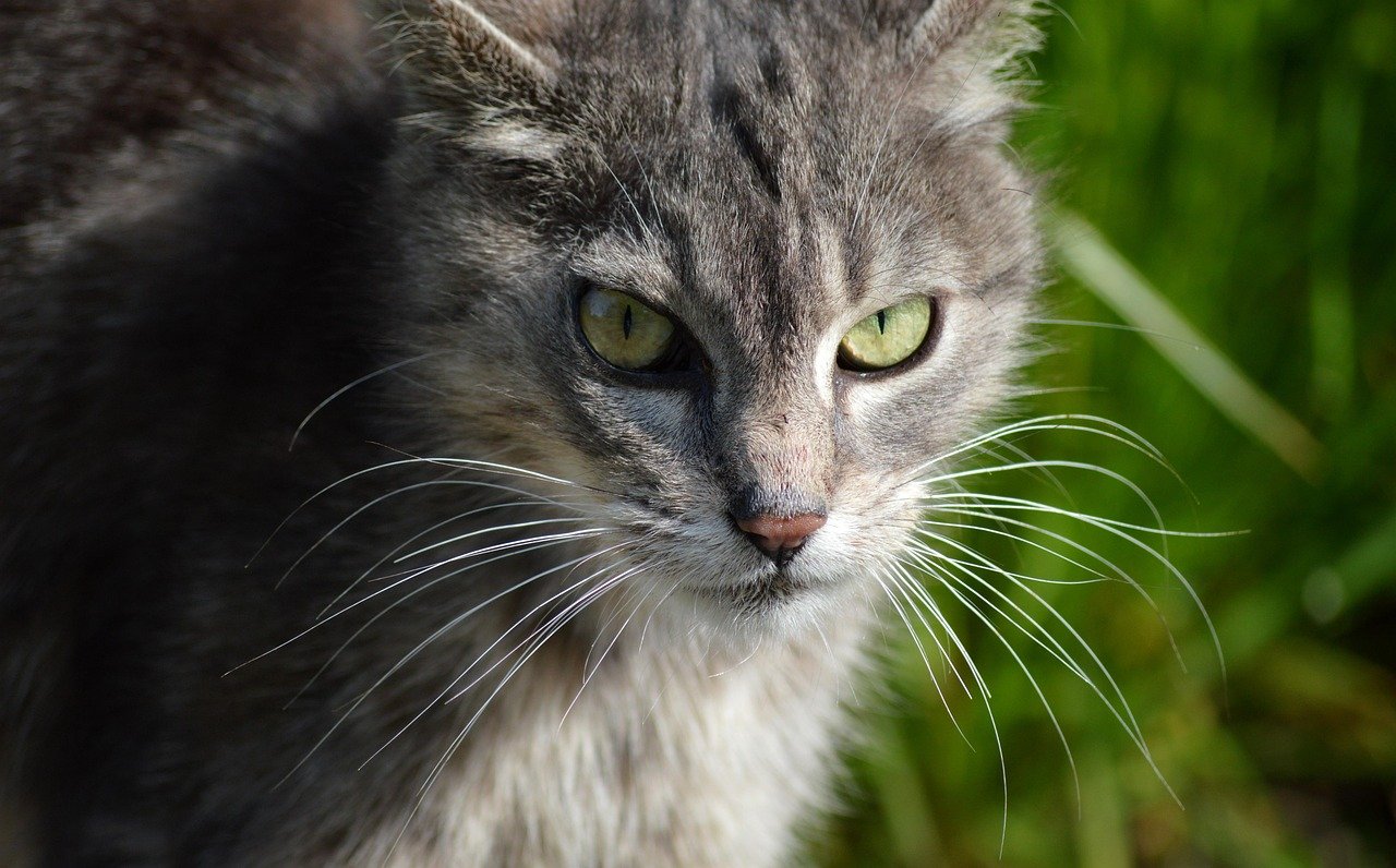 Hamilton the Hipster Cat: A Mustache Marvel (image credits: pixabay)