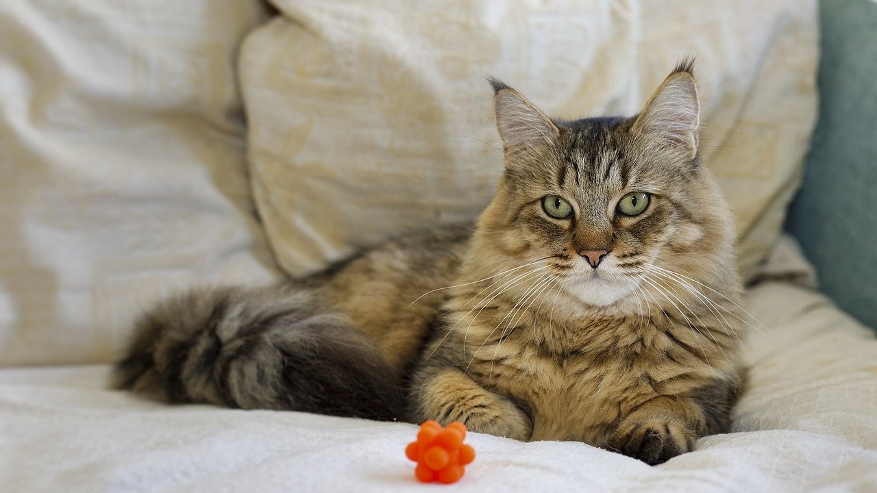 Street Cat Bob: From Homeless to Hero (image credits: pixabay)