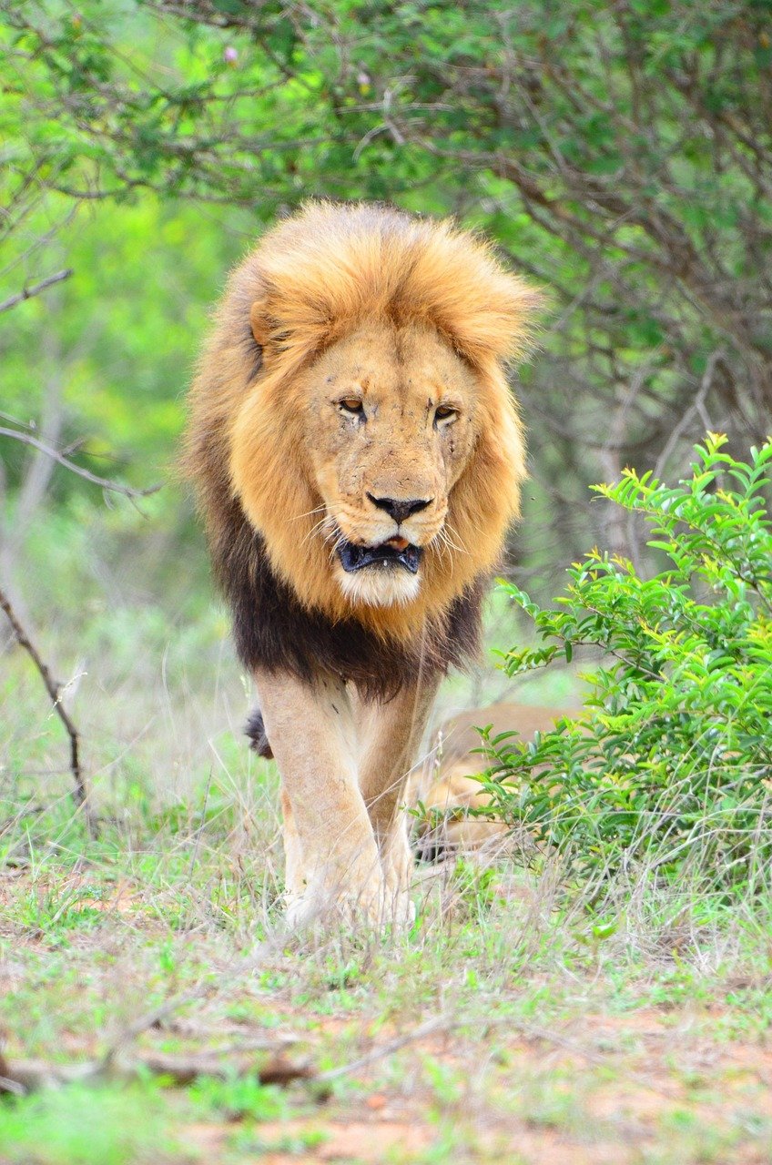 Kruger National Park, South Africa (image credits: pixabay)