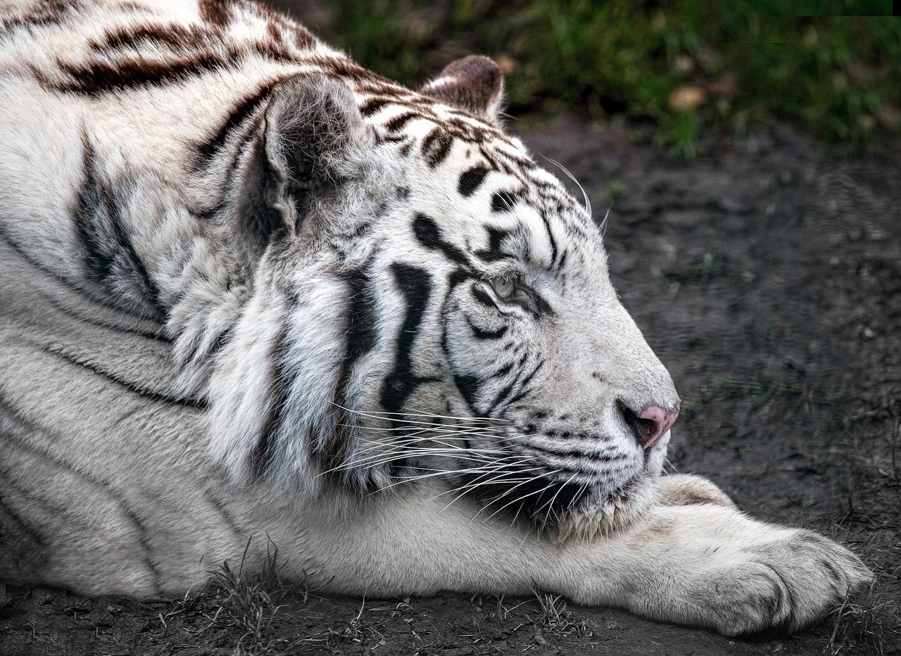 Ranthambore National Park, India (image credits: pixabay)