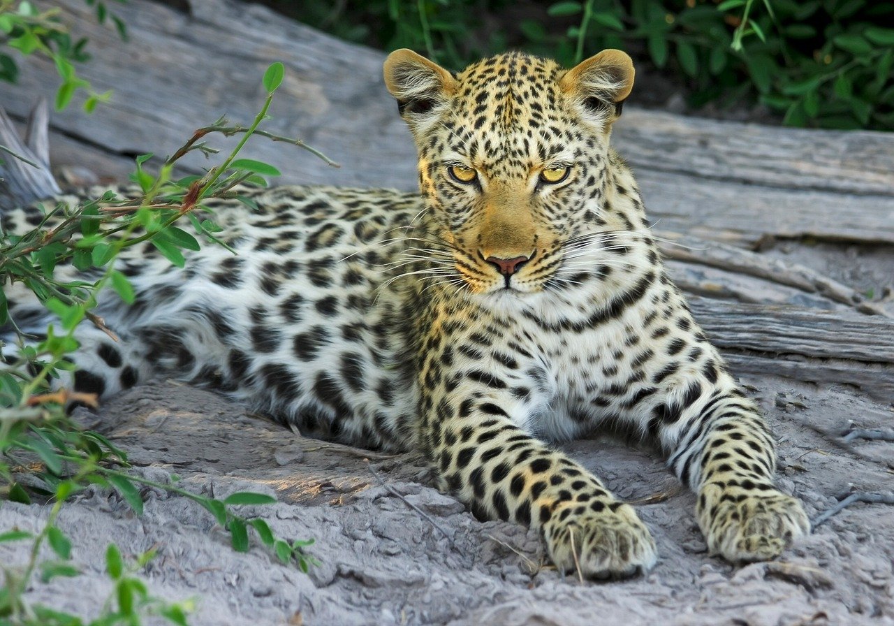 Yala National Park, Sri Lanka (image credits: pixabay)