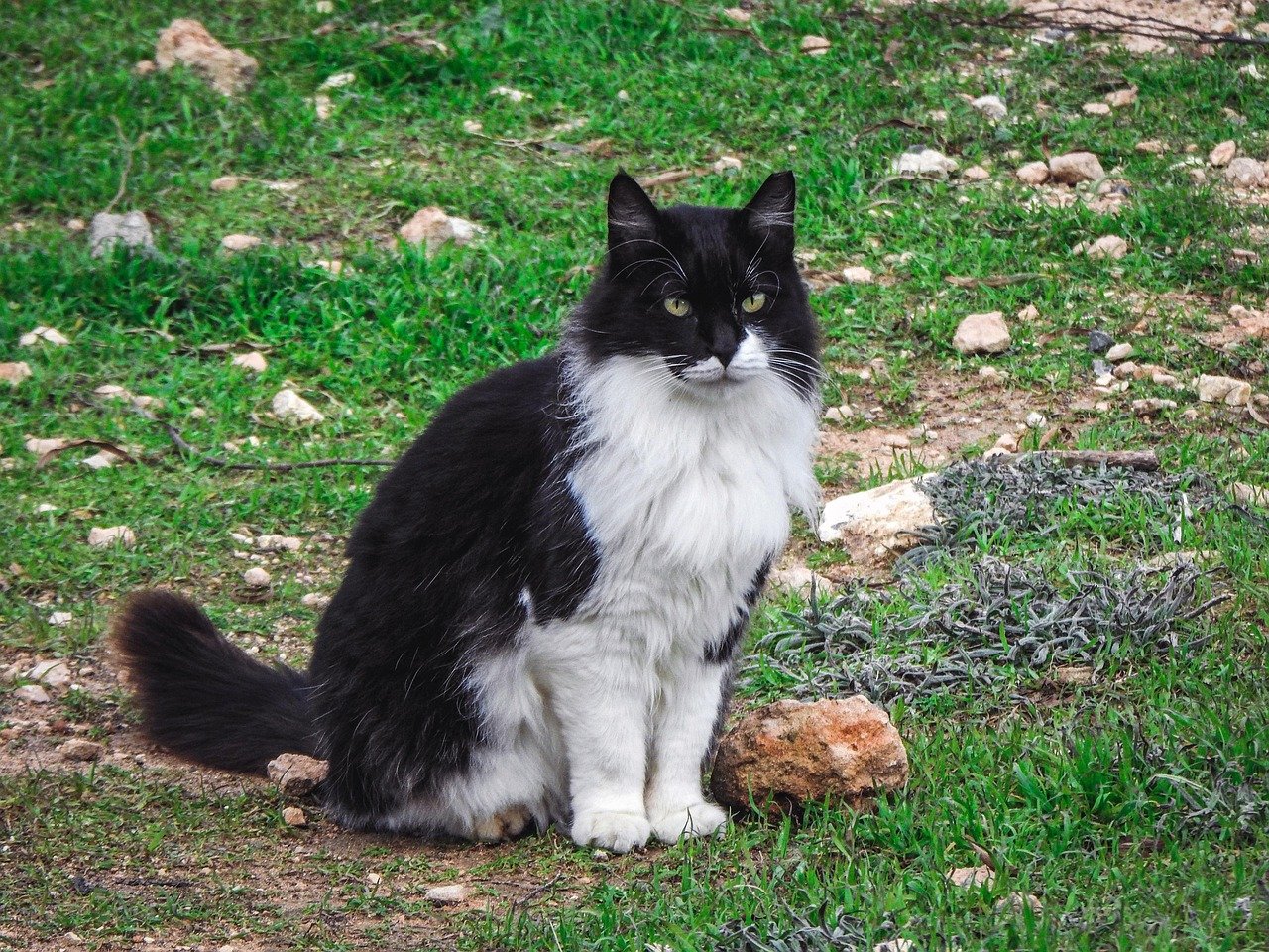 Catnip Nation (image credits: pixabay)