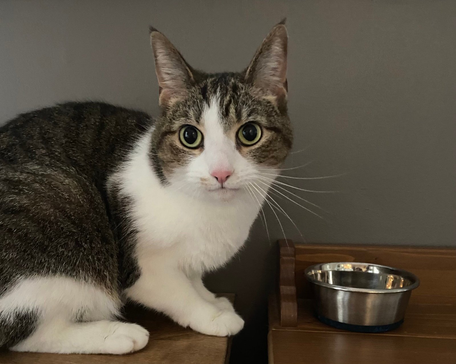 Exploring Homemade Cat Food Options (image credits: wikimedia)