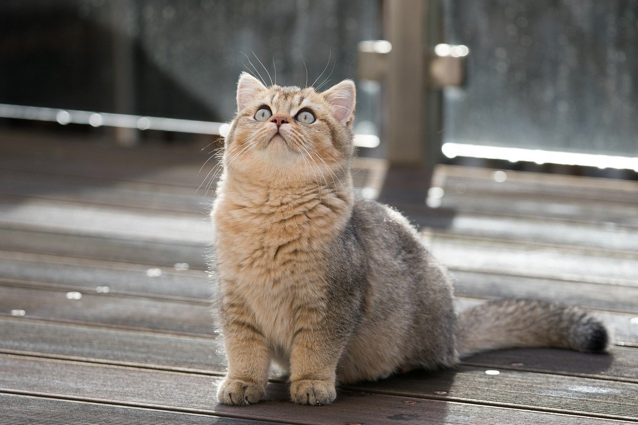 Monitoring Your Cat’s Weight and Health (image credits: pixabay)