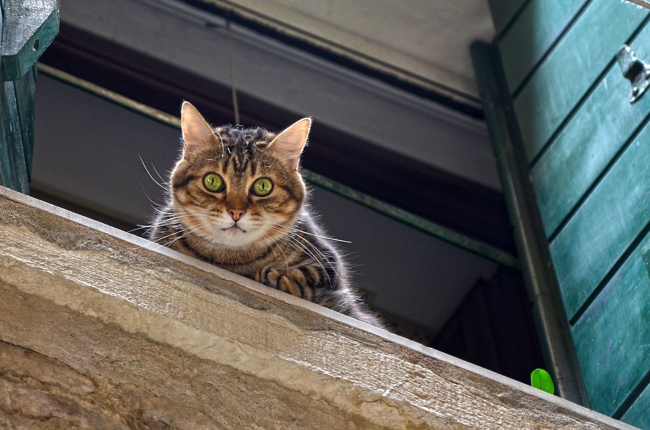 Designing a Window Perch (image credits: pixabay)