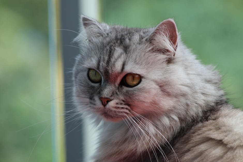 Persian: The Placid Aristocrat (image credits: pexels)