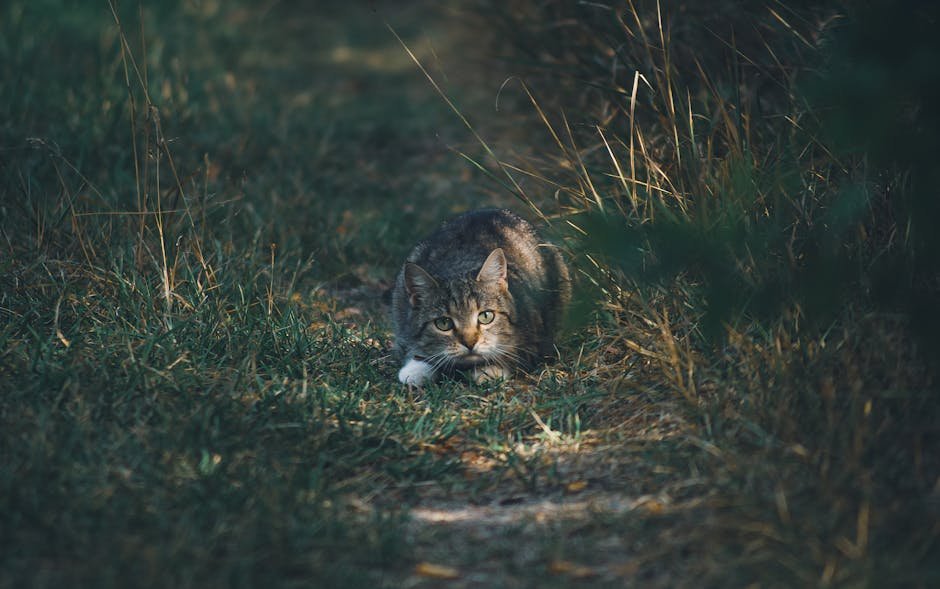 Hunting Techniques (image credits: pexels)