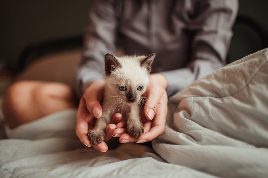 Offer a Comfortable Lap (image credits: pexels)