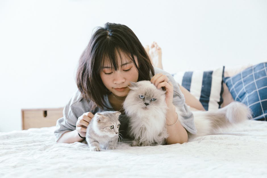Cats and Human Relationships (image credits: pexels)