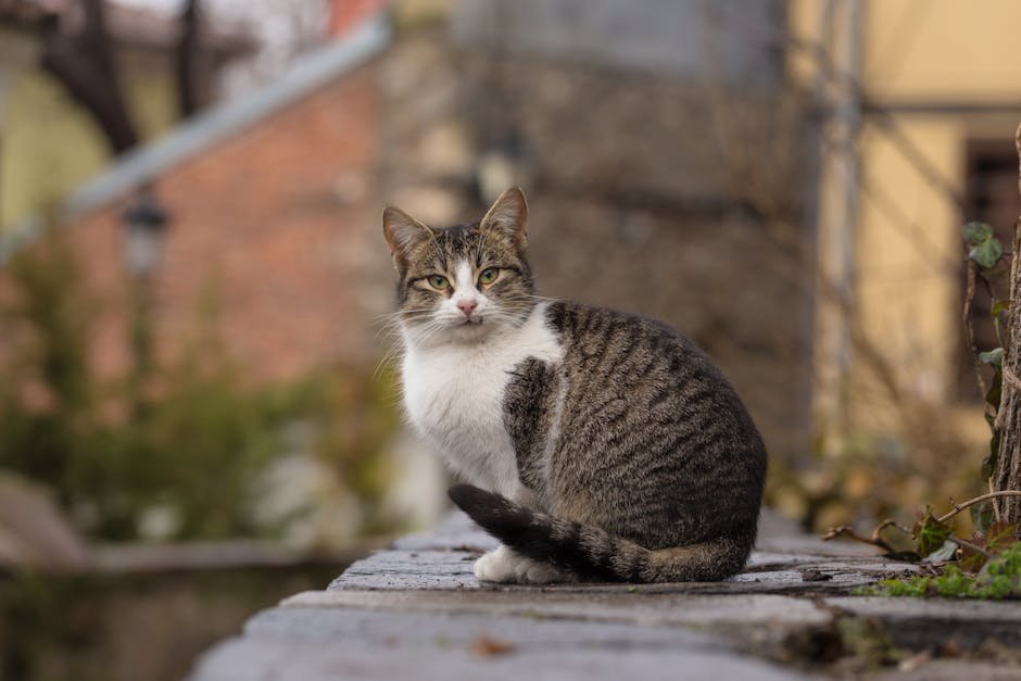 Why Cats Seek Solitude (image credits: pexels)