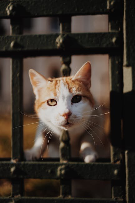 Why Do Cats Mark Their Territory? (image credits: pexels)