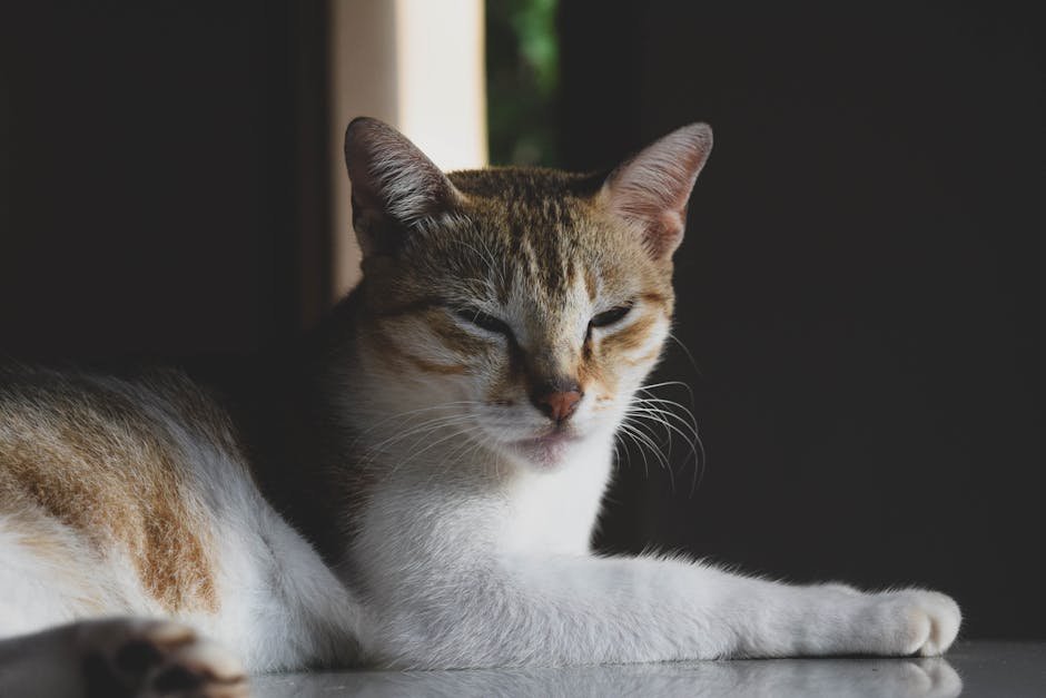 Common Methods of Scent Marking in Cats (image credits: pexels)
