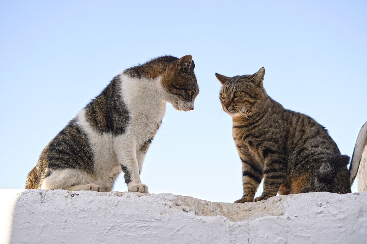 Understanding Cat Body Language in Scent Marking (image credits: pixabay)