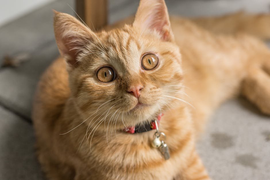 Why Some Cats Mark More Than Others (image credits: pexels)