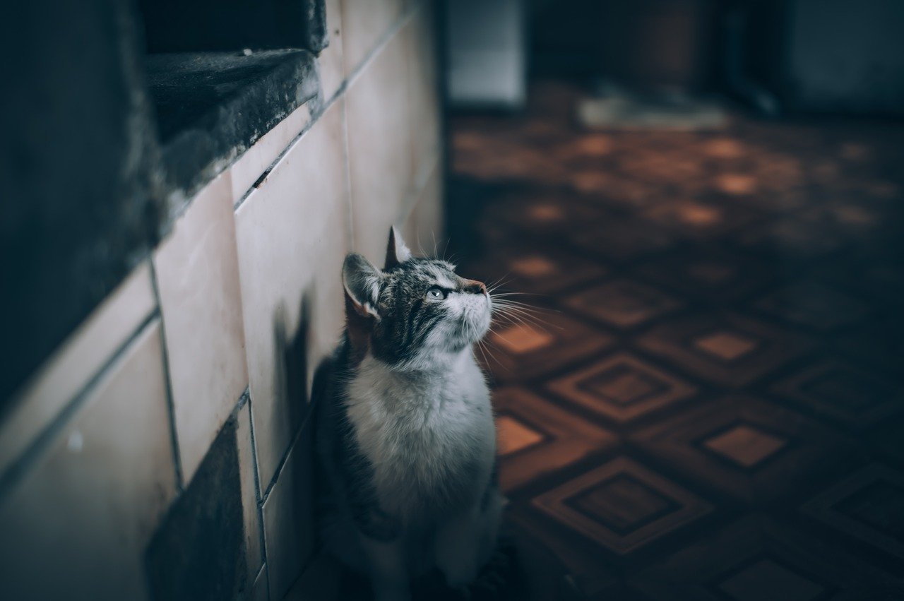 Preventing Unwanted Scent Marking in the Home (image credits: pixabay)
