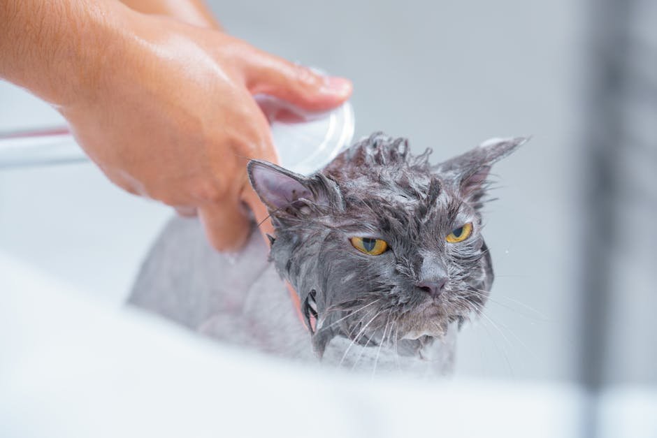 How to Clean and Neutralize Cat Scent Marks (image credits: pexels)